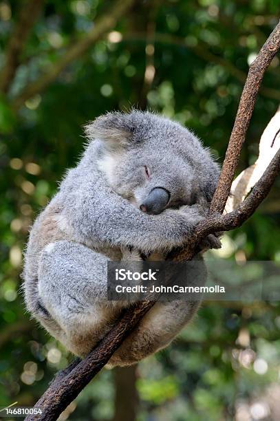 Koala - zdjęcia stockowe i więcej obrazów Koala - Koala, Spać, Australia