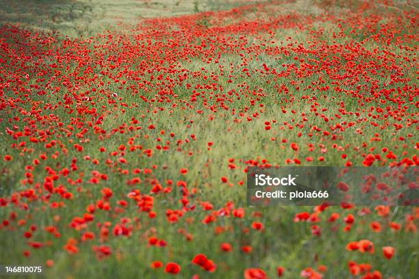 Photo libre de droit de Coquelicots Fleurs Tilt Shift Au Verre banque d'images et plus d'images libres de droit de Agriculture - Agriculture, Capitule, Champ