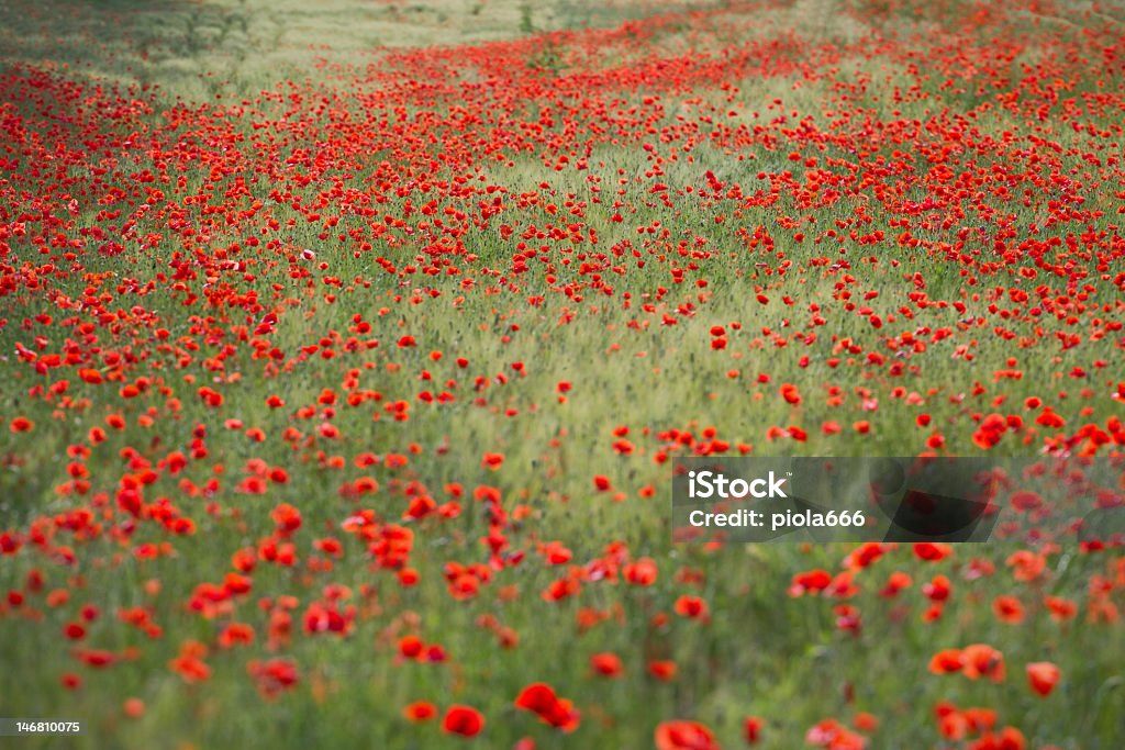 Poppies fiorente attraverso un cambio di inclinazione della lente - Foto stock royalty-free di Agricoltura