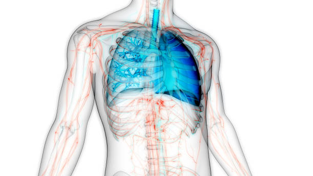 istock Human Respiratory System Lungs Anatomy 1468101052