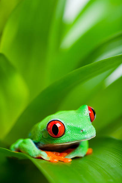 istock frog in a plant  close up 146810179