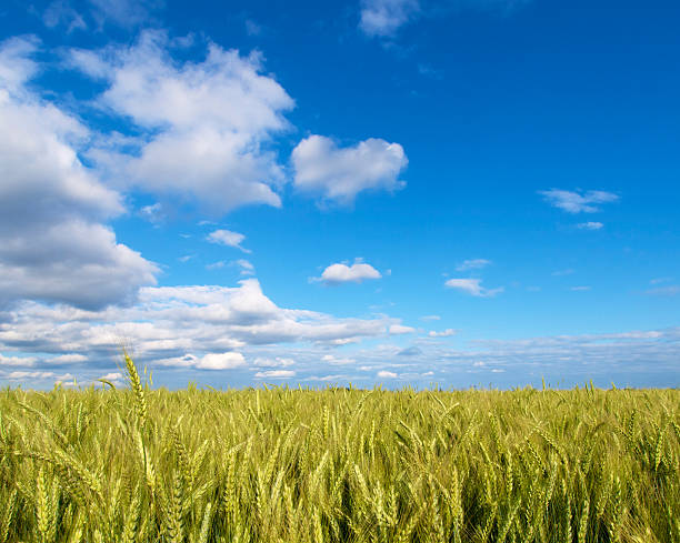 Spring Wheat Field stock photo