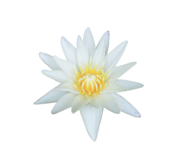 white lotus flower Lotus or Water lily or Nymphaea flower. Close up white lotus flower isolated on white background. white lotus stock pictures, royalty-free photos & images