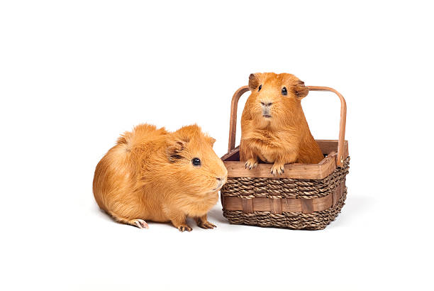 Two Guinea pigs and basket stock photo