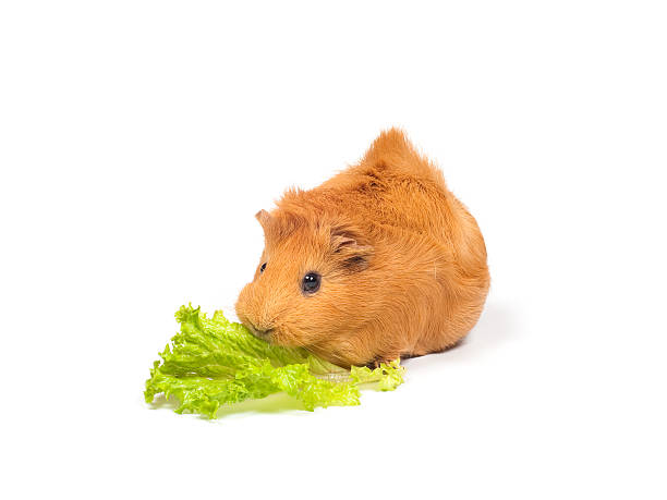 Guinea pig eats salad stock photo