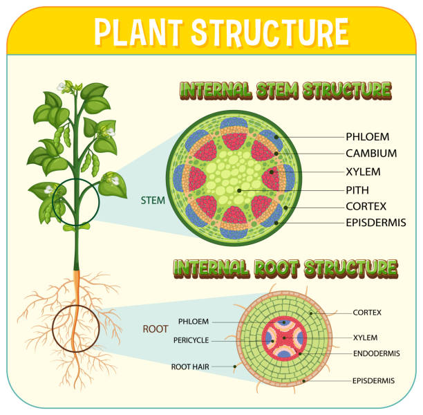 The Root Cell 30+ Root Hair Cell Stock Illustrations, Royalty-Free Vector Graphics ...