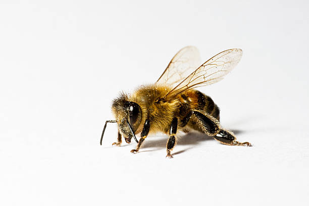 apis en blanco backround - bee macro insect close up fotografías e imágenes de stock