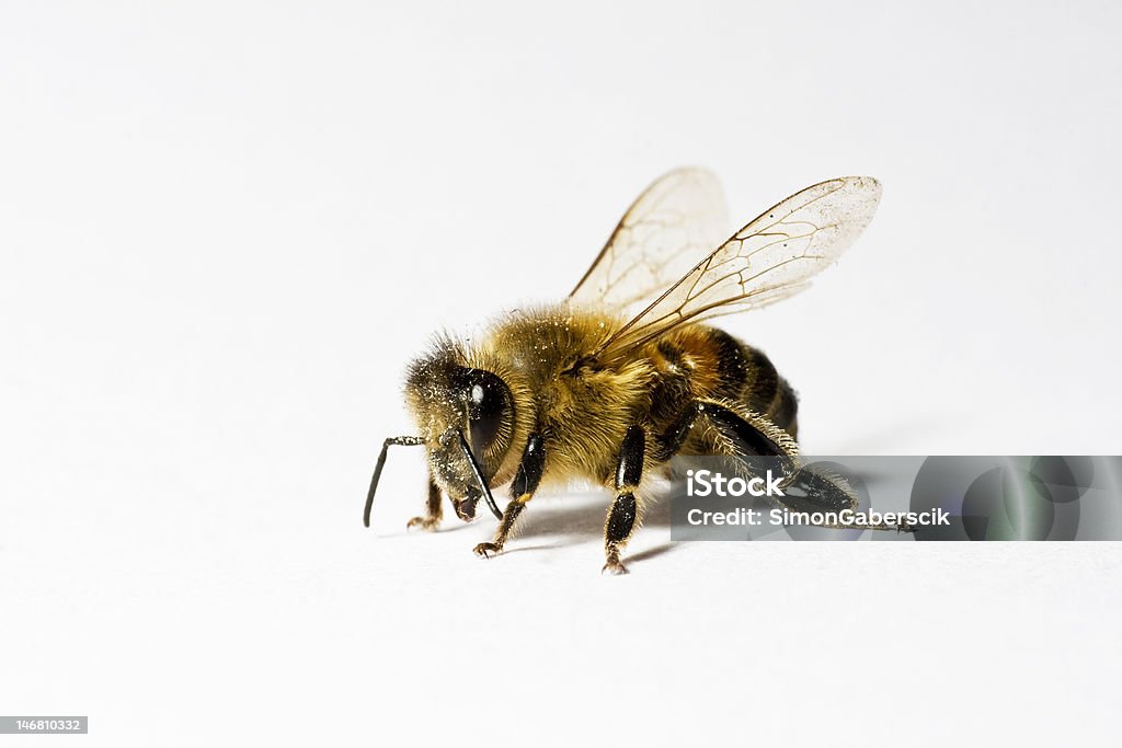 Honey Bee on white backround Worker honey bee with pollen, isolated on white background, macro Bee Stock Photo