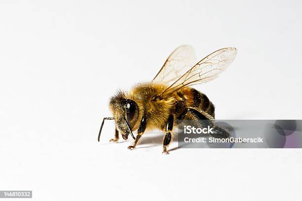 Honey Bee On White Backround Stock Photo - Download Image Now - Bee, Honey Bee, Cut Out