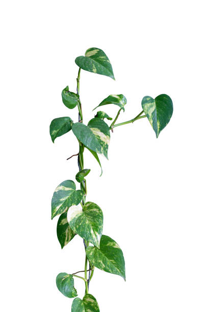istock Plant betel Isolated 1468103719