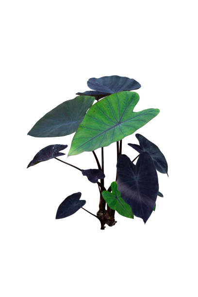 istock Colocasia Black Magic Plant Isolated 1468103776