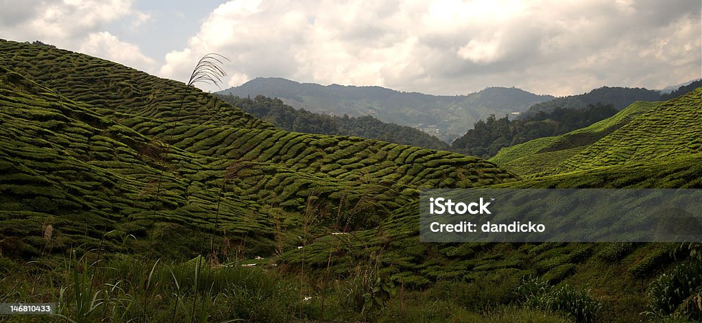 Cameron Highlands, Malaisie - Photo de Agriculture libre de droits