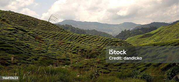 Photo libre de droit de Cameron Highlands Malaisie banque d'images et plus d'images libres de droit de Agriculture - Agriculture, Camellia sinensis, Cameron