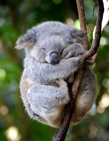 Koala sleeping in tree trunk