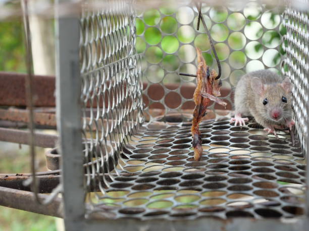 Rat in cage mousetrap Rat in cage mousetrap, Mouse finding a way out of being confined, Trapping and control of rodents that cause dirt and may be carriers of disease, Mice try to find freedom rat cage stock pictures, royalty-free photos & images