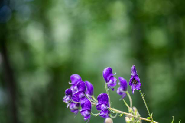 flowers captured in Bohinj valley Slovenia