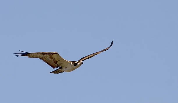 Hawk stock photo