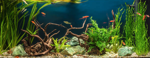 пресноводный аквариум с корягами, зелеными камнями, тропическими рыбами и водными растениями. - hobbies freshwater fish underwater panoramic стоковые фото и изображения