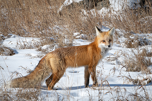 Red fox hunting in Yellowstone National Park