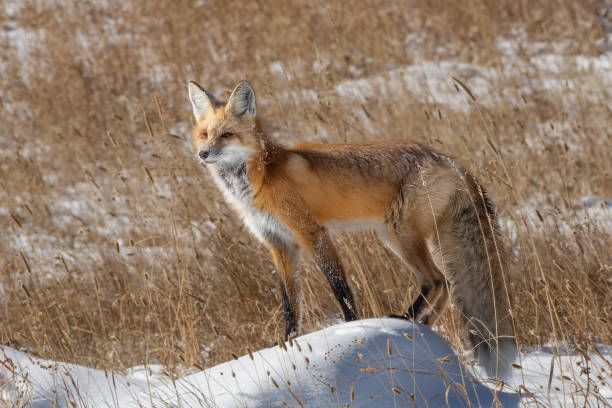 istock Red Fox Hunting in Yellowstone National Park 1468107378