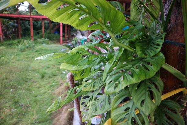 istock Giant Monstera friedrichsthalii or adansonii. Monstera Obliqua are plants that are currently popular in Indonesia as Janda Bolong, Rondo Bolong or Janbol.The Swiss Cheese plant or Five 1468107380