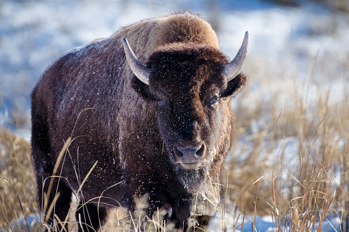 Wintering buffalo in Yellowstone National Park