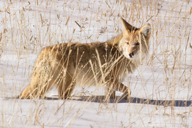 istock Coyote roaming Yellowstone National Park 1468107394