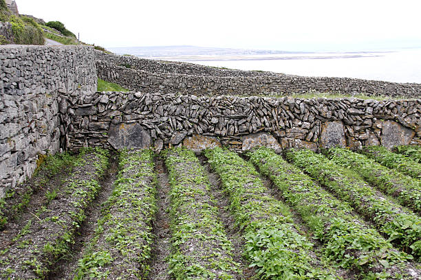 Une petite route avec des murs de pierre sèche, en Irlande
