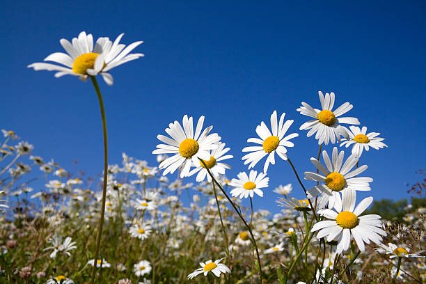 Ox-eye Daisies – zdjęcie