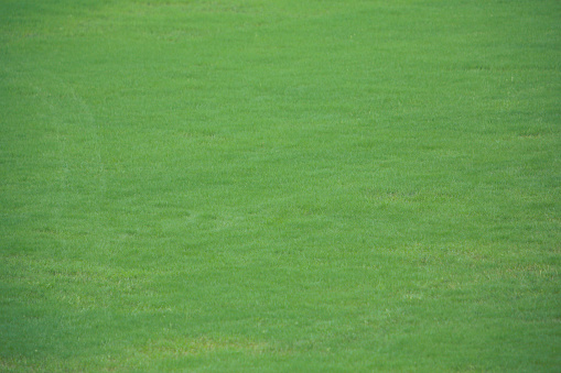lawn texture, green grass meadow background