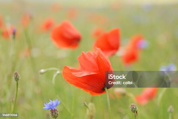 Papaveri Fiordalisi Un Castelluccio Foto de stock y más banco de imágenes de Aciano - Aciano, Aire libre, Amapola - Planta