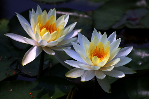 A thin white lotus flower with two yellow stamens and a lotus leaf float above a pond with submerged roots.