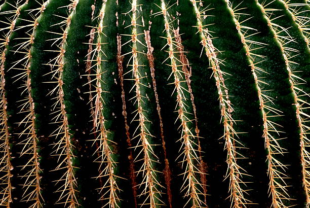 Close-up de cactus barbatanas. - foto de acervo