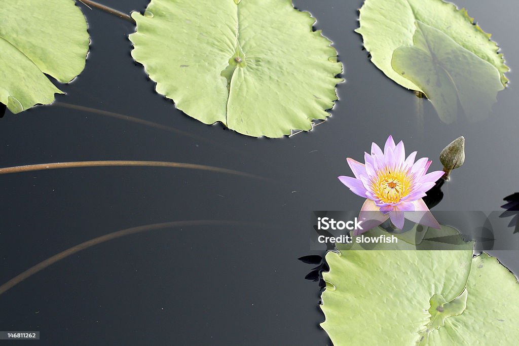 Ninfea - Foto stock royalty-free di Acqua