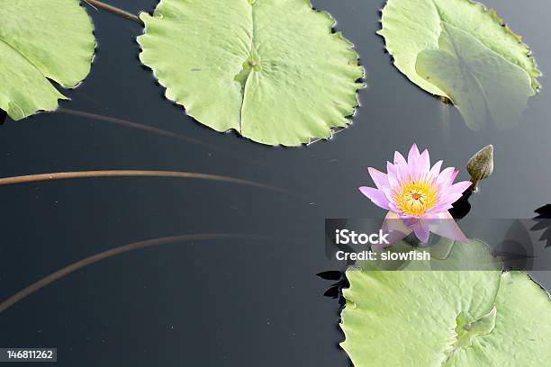 Ninfea - Fotografie stock e altre immagini di Acqua - Acqua, Ambientazione esterna, Ambientazione tranquilla