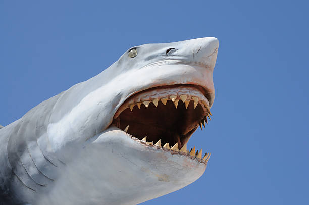 istock Close-up of a shark with jaws open ready to bite 146811275