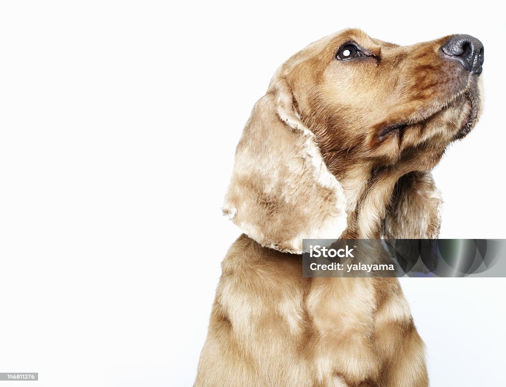 dog looking upwards off-camera Freshly-clipped cocker spaniel looking upwards out of the the top right of the frame isolated against a white background Animal Stock Photo