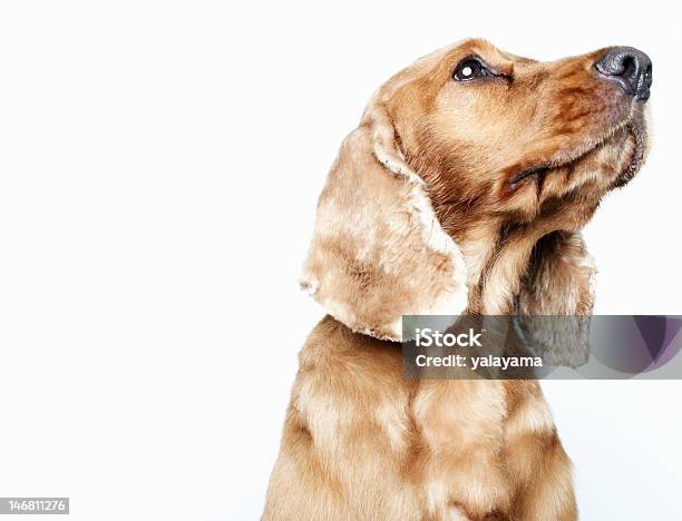 Dog Looking Upwards Offcamera Stock Photo - Download Image Now - Animal, Animal Body Part, Animal Ear