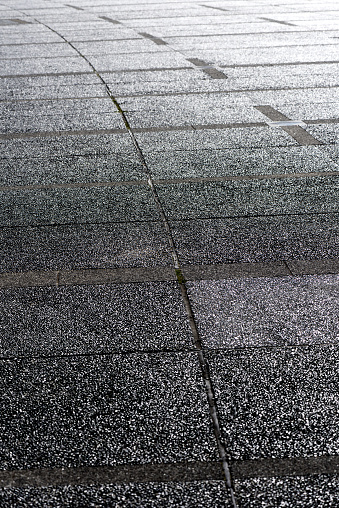 fallen rose leaves on the asphalt road