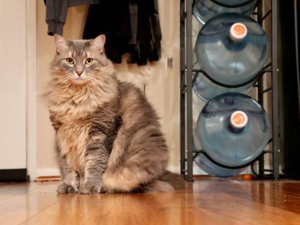 Tabby cat well lit A grey and white tabby cat very well lit looking straight into the camera in a apartment setting.  With clothes slightly visible hanging on a rack and a stack of 5 gallon water jugs to the right. ragdoll cat stock pictures, royalty-free photos & images