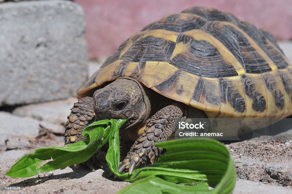 testudo hermanni turtle testudo hermanni turtle eating green food Food and Drink Stock Photo