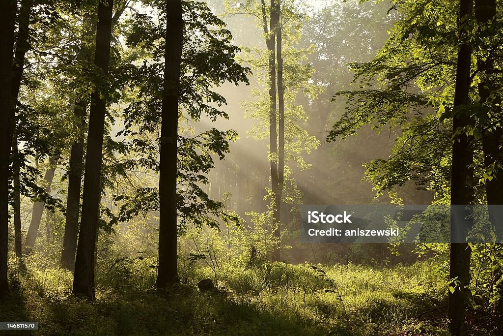 Floresta de primavera ao amanhecer - Foto de stock de Arbusto royalty-free
