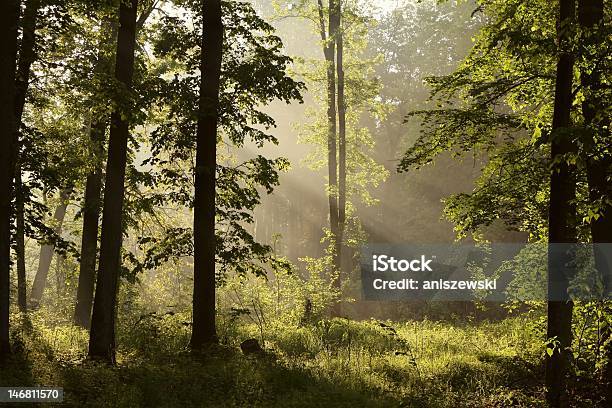 Весенний Лес На Рассвете — стоковые фотографии и другие картинки Без людей - Без людей, Блестящий, Ботаника