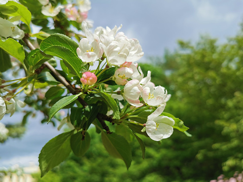 A branch of an apple tree with white and pink flowers on a background of green and blue sky with clouds.