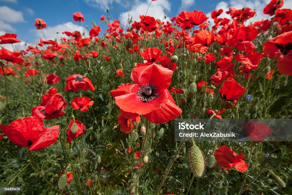 Field of blossoming poppy Blossoming poppy field Agricultural Field Stock Photo