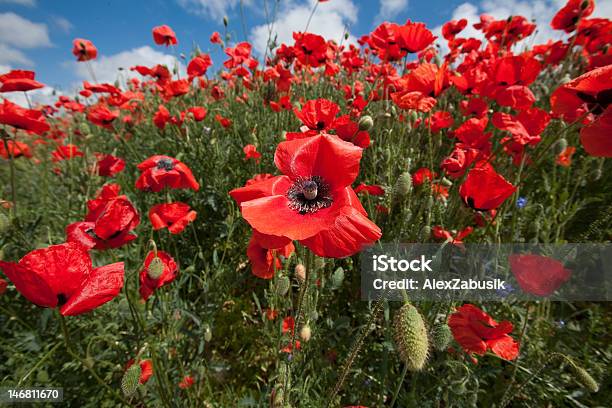 Field Of Blossoming Poppy Stock Photo - Download Image Now - Agricultural Field, Beauty In Nature, Blossom