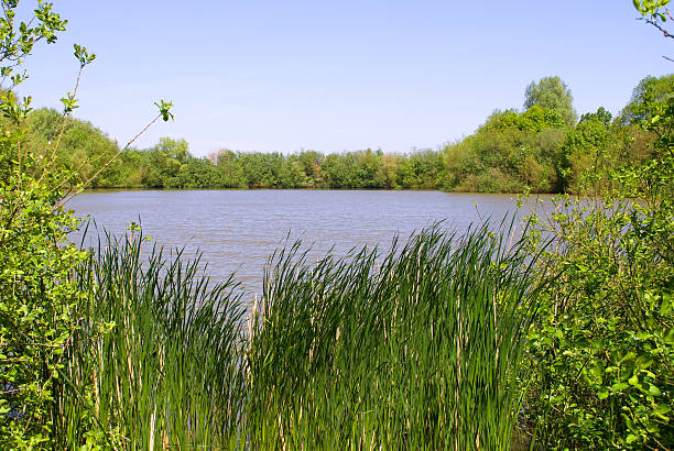 Lake in a green landscape stock photo