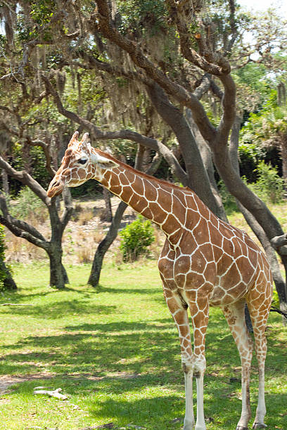 girafa - foto de acervo