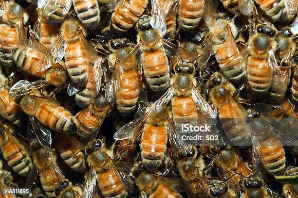 Photo libre de droit de Honeybee Nuée banque d'images et plus d'images libres de droit de Abeille - Abeille, Abeille domestique, Colonie d'animaux