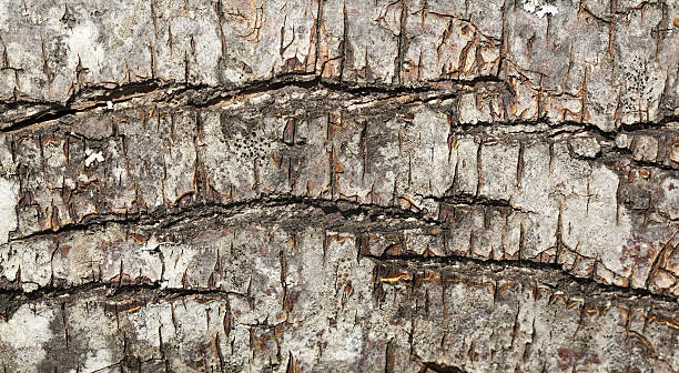 Wood texture stock photo